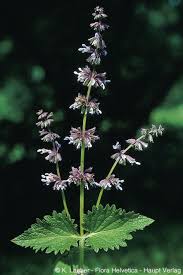 Attēlu rezultāti vaicājumam “Salvia verticillata leaf”