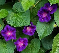 Image result for Ipomoea Lavender