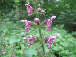 Attēlu rezultāti vaicājumam “Stachys sylvatica flower”