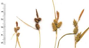 Attēlu rezultāti vaicājumam “Carex scandinavica”