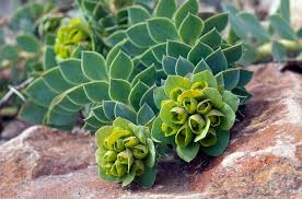 Image result for Wolfsmilch