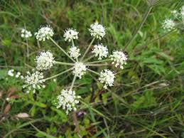 Attēlu rezultāti vaicājumam “Angelica palustris flower”