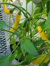 Afbeeldingsresultaat voor thai yellow hot pepper