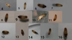 Attēlu rezultāti vaicājumam “Anthrenus sp. larva”