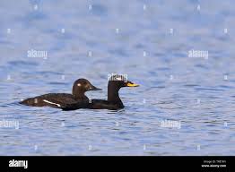 Attēlu rezultāti vaicājumam “Melanitta fusca”
