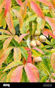 Attēlu rezultāti vaicājumam “Aesculus x neglecta”