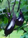 <b>Solanum melongena</b>