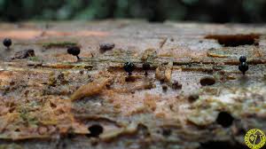 Attēlu rezultāti vaicājumam “Comatricha ellae macro”