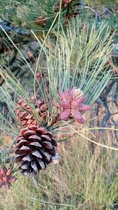 Attēlu rezultāti vaicājumam “Pinus ponderosa fruit”