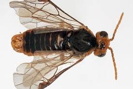 Attēlu rezultāti vaicājumam “Pristiphora maesta larva”