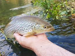 Image result for Salmo dentex