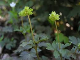 Attēlu rezultāti vaicājumam “Adoxa moschatellina”