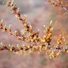 Attēlu rezultāti vaicājumam “Hippophae rhamnoides male flower”