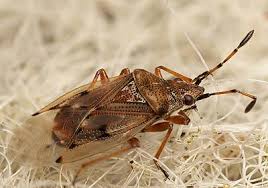 Attēlu rezultāti vaicājumam “Kleidocerys resedae imago”