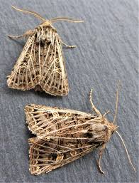 Attēlu rezultāti vaicājumam “Tholera decimalis male”