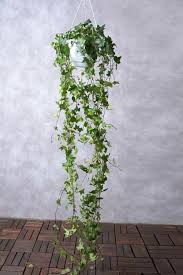 Attēlu rezultāti vaicājumam “Hedera helix”