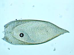 Attēlu rezultāti vaicājumam “Callicladium haldanianum sporophyte”