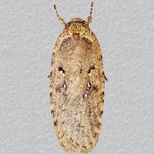 Attēlu rezultāti vaicājumam “Agonopterix heracliana”