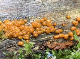 Attēlu rezultāti vaicājumam “Dacrymyces stillatus”