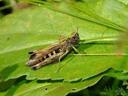 Attēlu rezultāti vaicājumam “Omocestus viridulus”