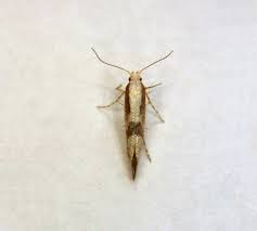 Attēlu rezultāti vaicājumam “Argyresthia pruniella”