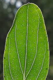 Image result for Hypericum perforatum