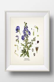 Attēlu rezultāti vaicājumam “Aconitum napellus bud”