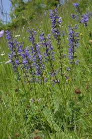 Image result for Salvia pratensis