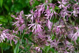 Image result for Lychnis flos-cuculi