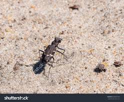 Attēlu rezultāti vaicājumam “Cicindela sylvatica”