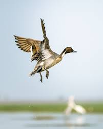 Attēlu rezultāti vaicājumam “Anas acuta male”