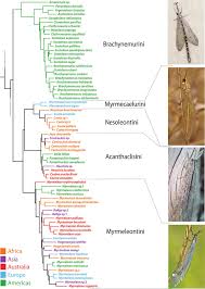 Attēlu rezultāti vaicājumam “Myrmeleontidae”