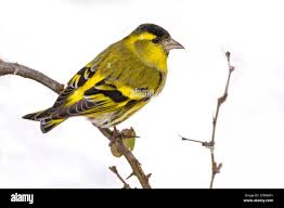 Attēlu rezultāti vaicājumam “Carduelis spinus male”