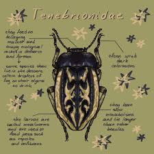 Attēlu rezultāti vaicājumam “Tenebrionidae”