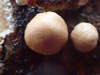 Attēlu rezultāti vaicājumam “Hypocrea rufa”