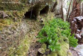 Attēlu rezultāti vaicājumam “Hymenostylium recurvirostrum macro”