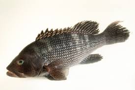 Image result for Centropristis striata