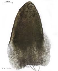 Attēlu rezultāti vaicājumam “Aloina rigida”