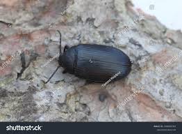 Attēlu rezultāti vaicājumam “Prionychus ater”