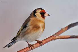 Attēlu rezultāti vaicājumam “Carduelis carduelis adult”