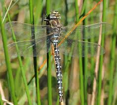 Attēlu rezultāti vaicājumam “Aeshna juncea male”