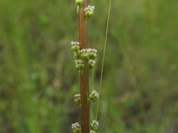 Attēlu rezultāti vaicājumam “Triglochin maritimum flower”