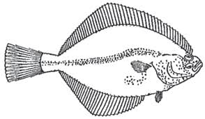 Image result for Platichthys flesus