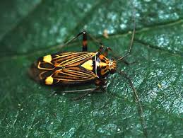 Attēlu rezultāti vaicājumam “Miridae”