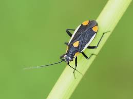 Attēlu rezultāti vaicājumam “Capsodes gothicus”