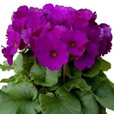 Image result for Primula obconica
