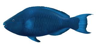 Image result for Scarus trispinosus