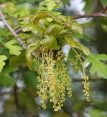 Attēlu rezultāti vaicājumam “Quercus robur male flower”