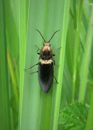 Attēlu rezultāti vaicājumam “Ctenicera pectinicornis female”