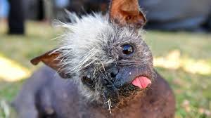 Image result for ugliest dog